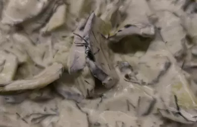 Mizérie - okurkovy salát na polský spusob